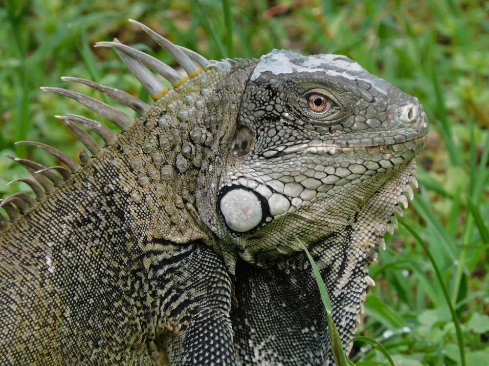 Curaçao