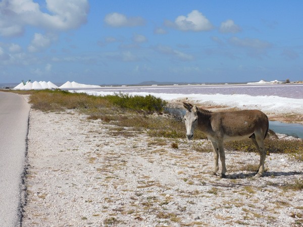 Bonaire