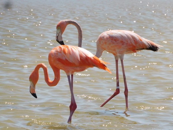 Bonaire