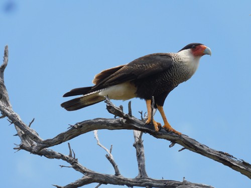 Bonaire - Gotomeer