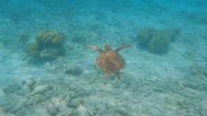 Bonaire - Schildpad