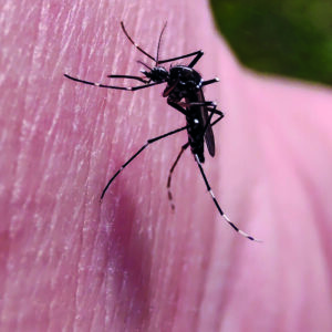 Dengue (knokkelkoorts): symptomen, besmetting en voorkomen